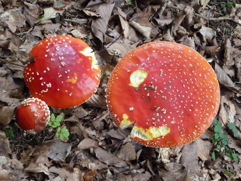 n_06 aber giftig.jpg